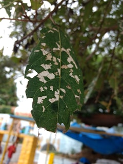 A close-up view of a green leaf with noticeable spots of damage and peeling, likely due to disease or pests. The leaf is veined and hanging on a branch against a blurry background of foliage and a blue and yellow structure.