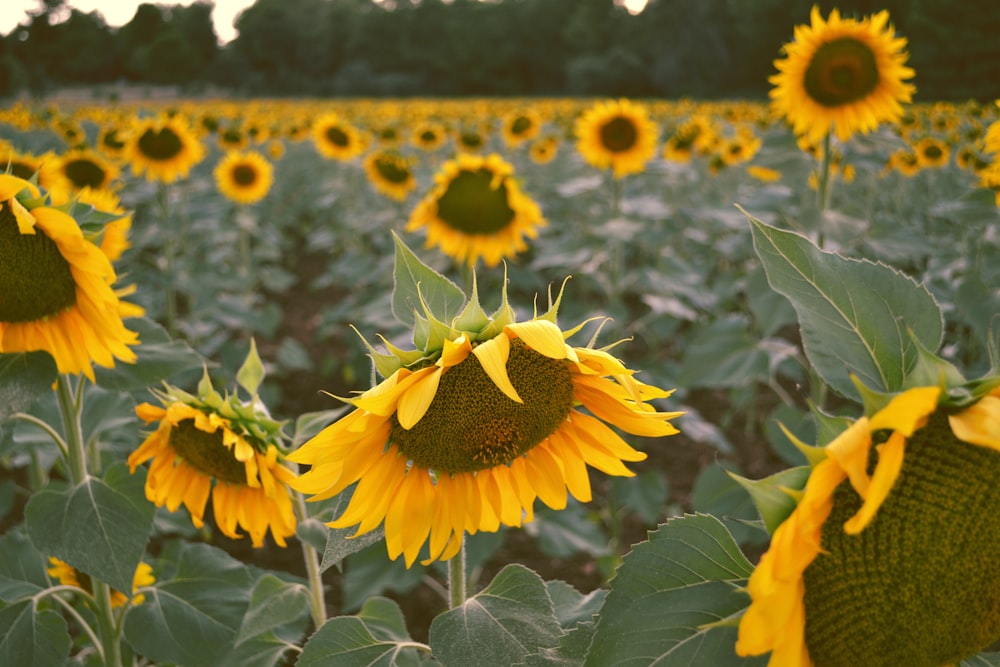 field of sunflower during daytime
