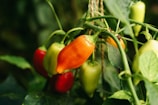 green and red fruits
