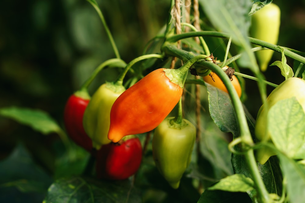 green and red fruits