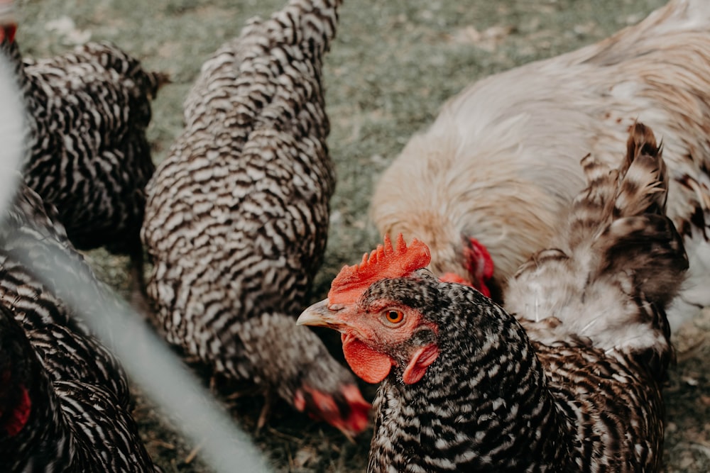 troupeau de poulets