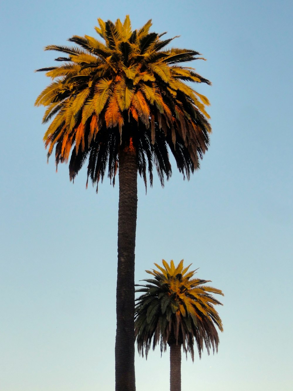 two palm trees