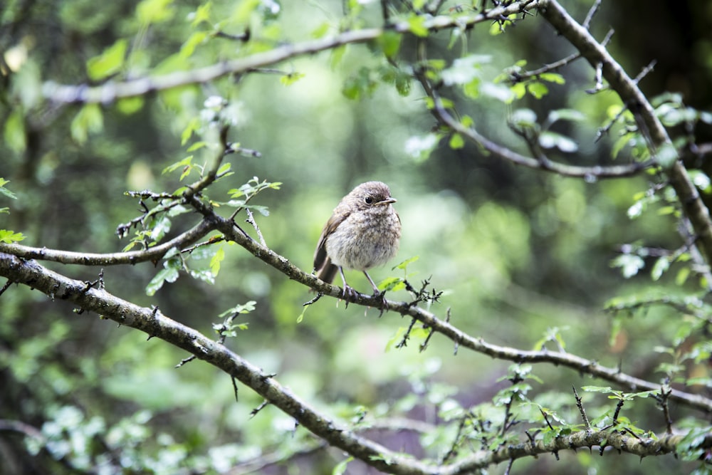 pájaro marrón en el tallo del árbol