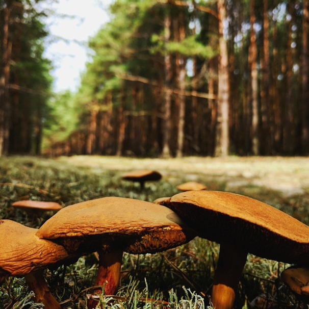 Several brown mushrooms are growing on a grassy forest floor, surrounded by tall trees with green foliage. The forest is dense, and the sunlight filters through the trees, creating a peaceful and natural atmosphere.