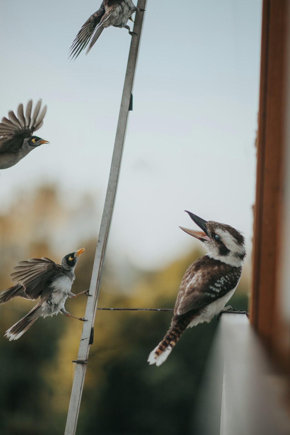 focus photography of brown-and-white bird on line