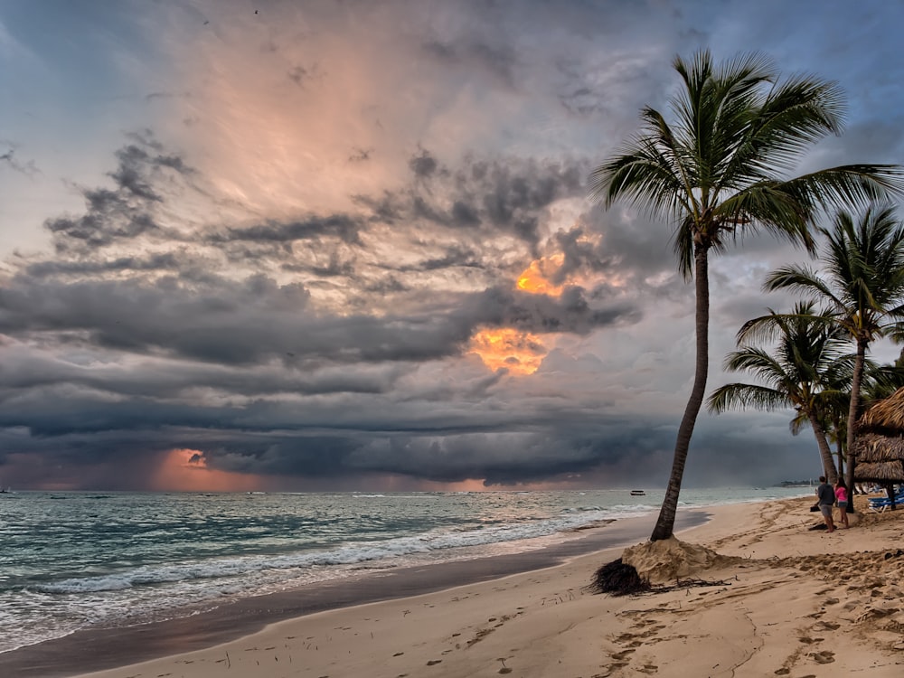 palm tree near sea water photo during golden hour