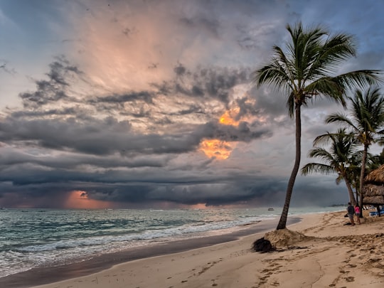 palm tree near sea water photo during golden hour in Punta Cana Dominican Republic