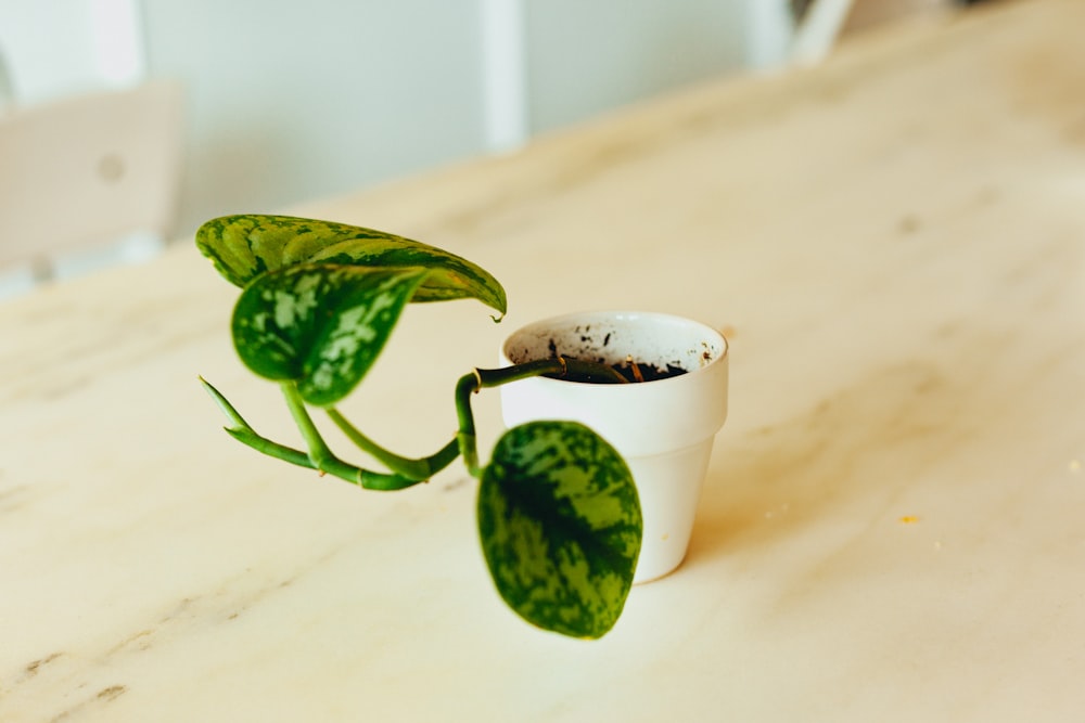 grüne Pflanze in weißem Keramik-Pflanztopf auf braunem Holztisch