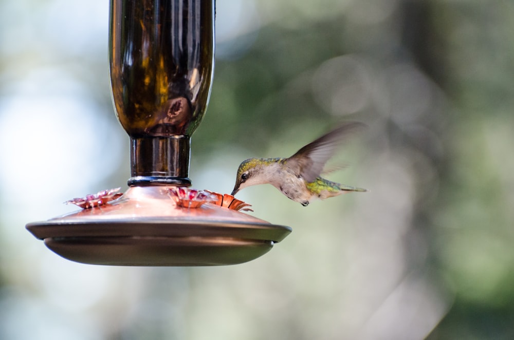 Foto de enfoque selectivo de colibrí verde