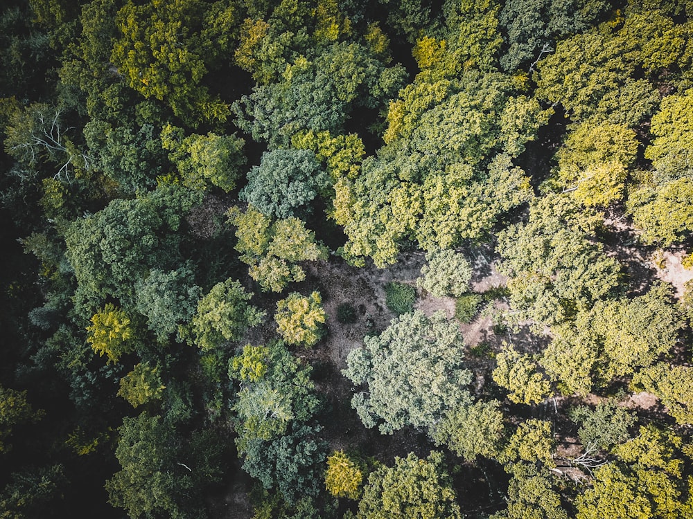 森の航空写真