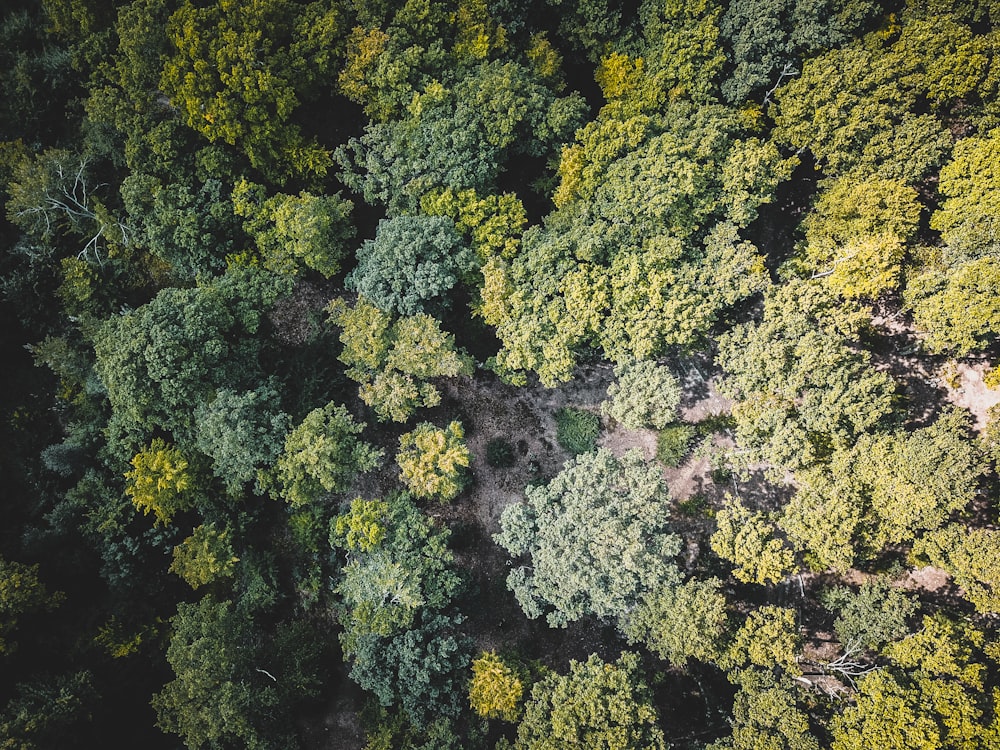 aerial photo of forest