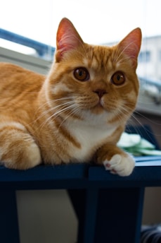 A ginger cat with striking orange eyes is resting on a dark blue surface, with a soft-focus background of a window and outdoor scenery. The cat's fur is fluffy, predominantly orange with some white patches, and its ears are alert. The lighting is natural, suggesting it's daytime.