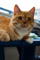 A ginger cat with striking orange eyes is resting on a dark blue surface, with a soft-focus background of a window and outdoor scenery. The cat's fur is fluffy, predominantly orange with some white patches, and its ears are alert. The lighting is natural, suggesting it's daytime.
