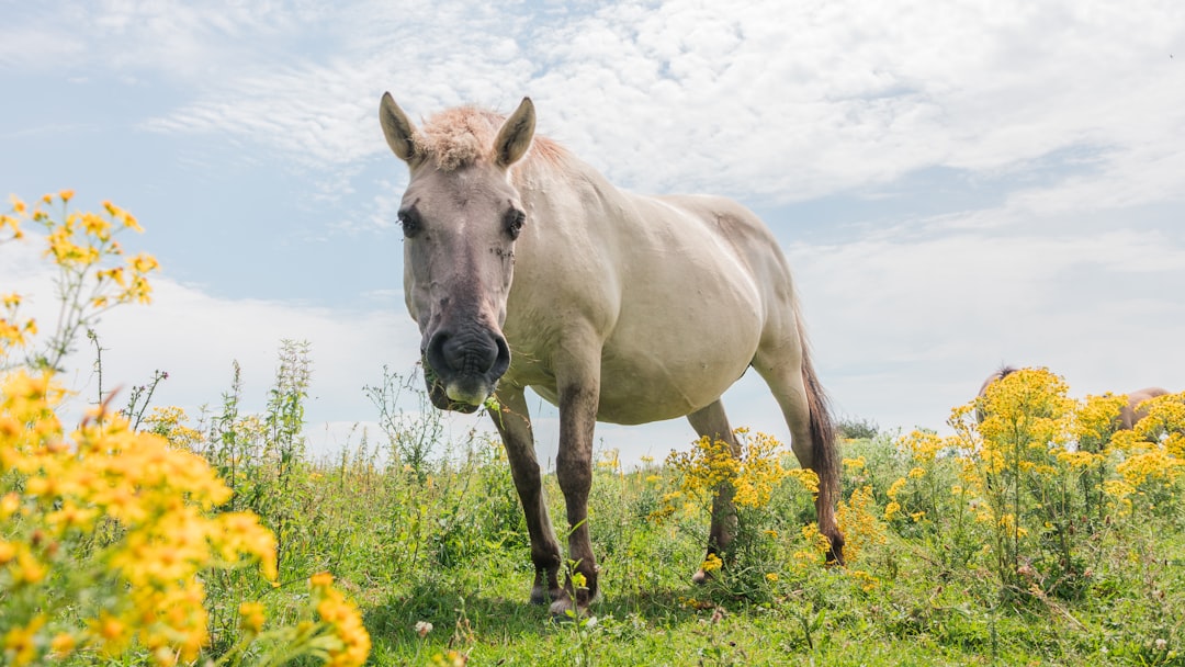 Wildlife photo spot Meinerswijk Hoge Veluwe National Park