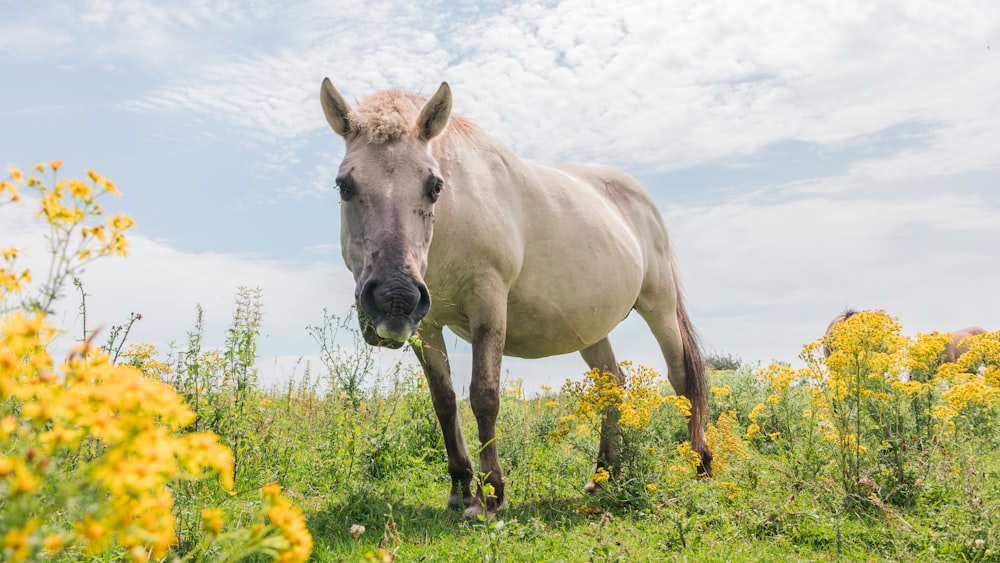 white donkey on grass