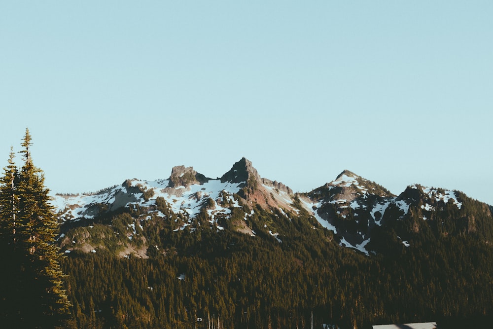 photo of green forest near mountain range