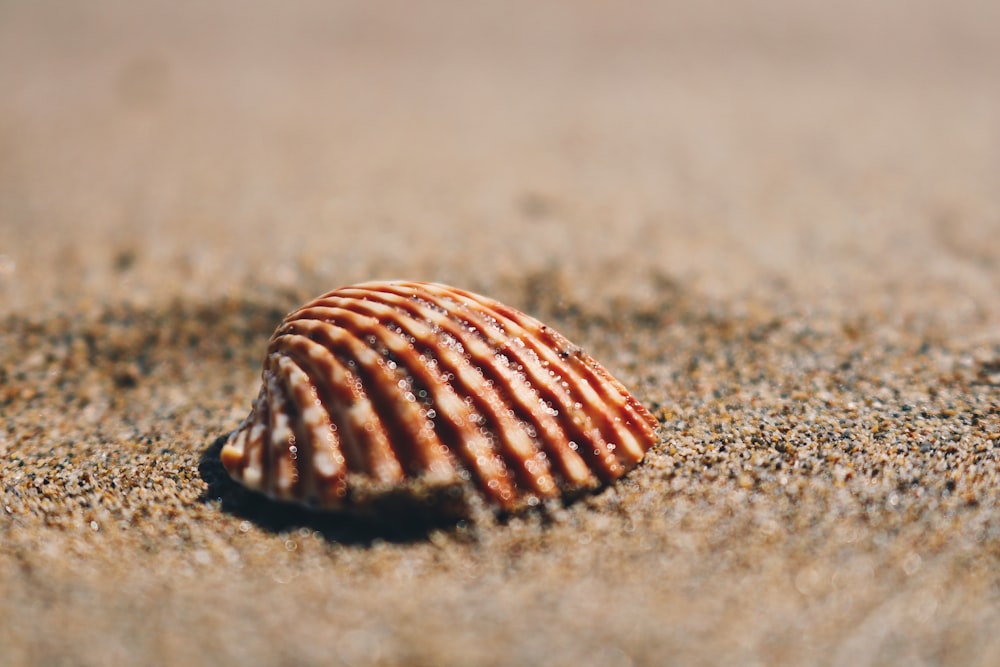 brown seashell on sand