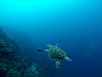 sea turtle in water