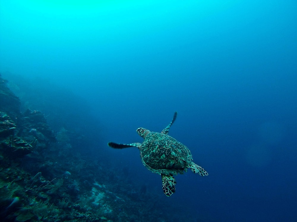 물 속의 바다 거북