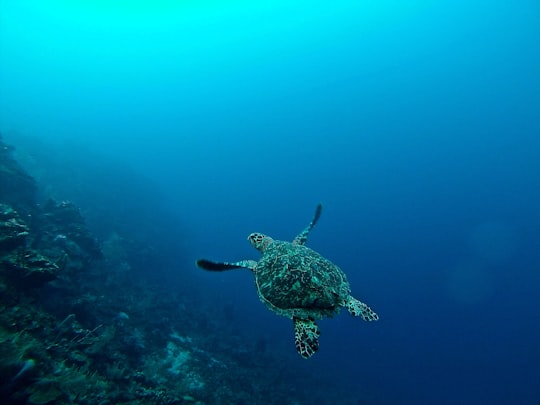 sea turtle in water in Roatán Honduras