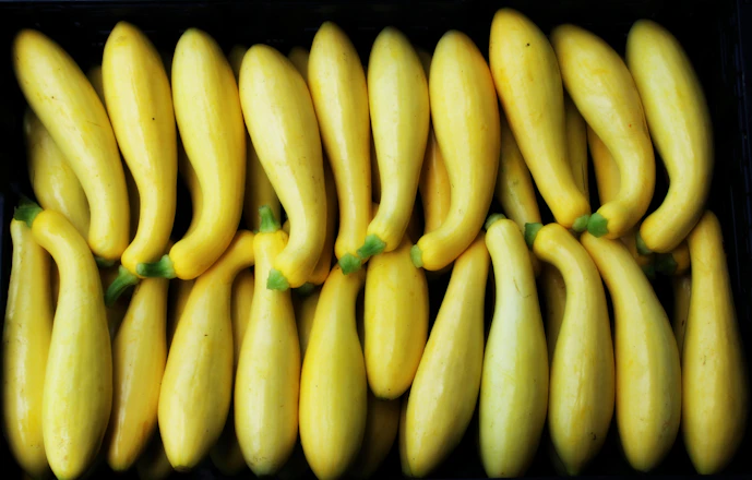 line of yellow bottle gourd lot