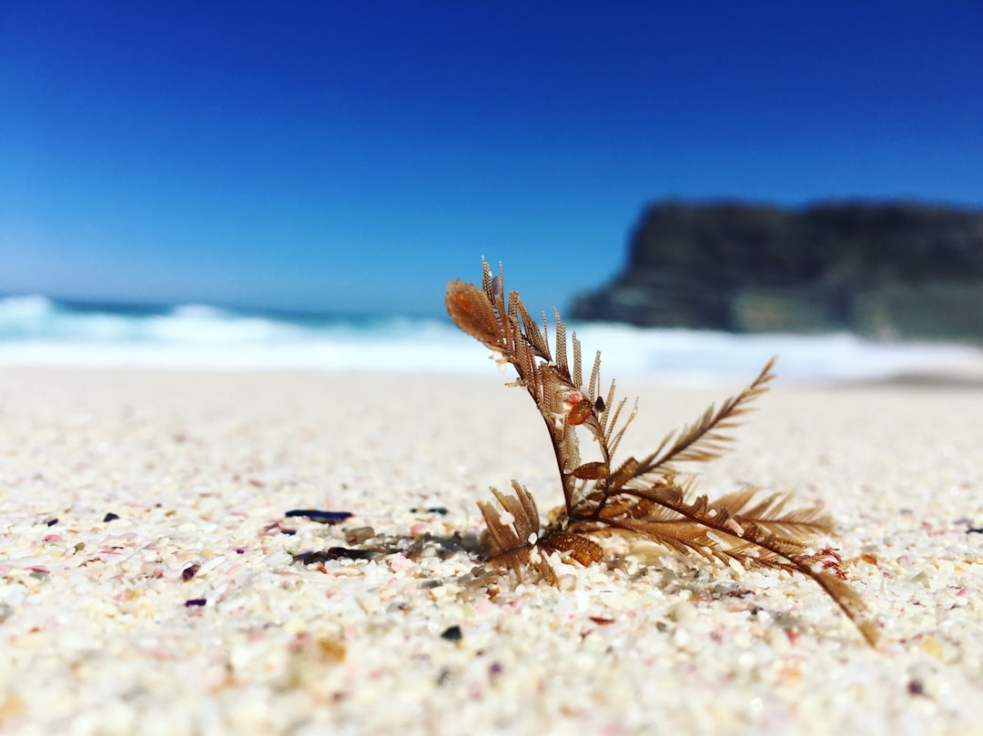 Beach photo spot Dias Beach Kleinmond