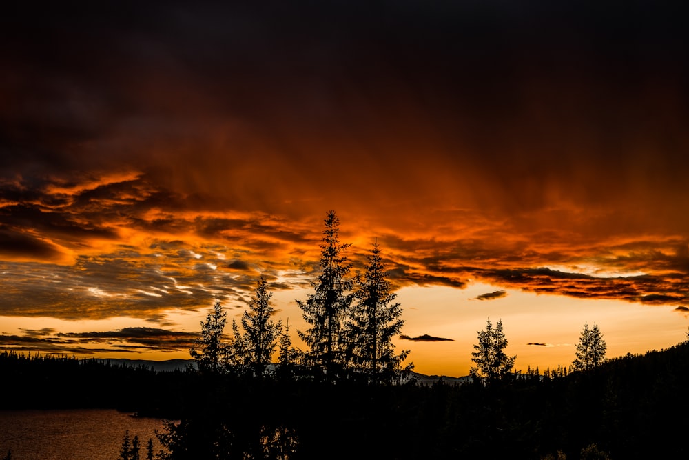 silhouette of tall trees during golden hour