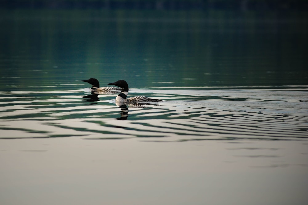 two white-and-beige Canada geese swimming on water