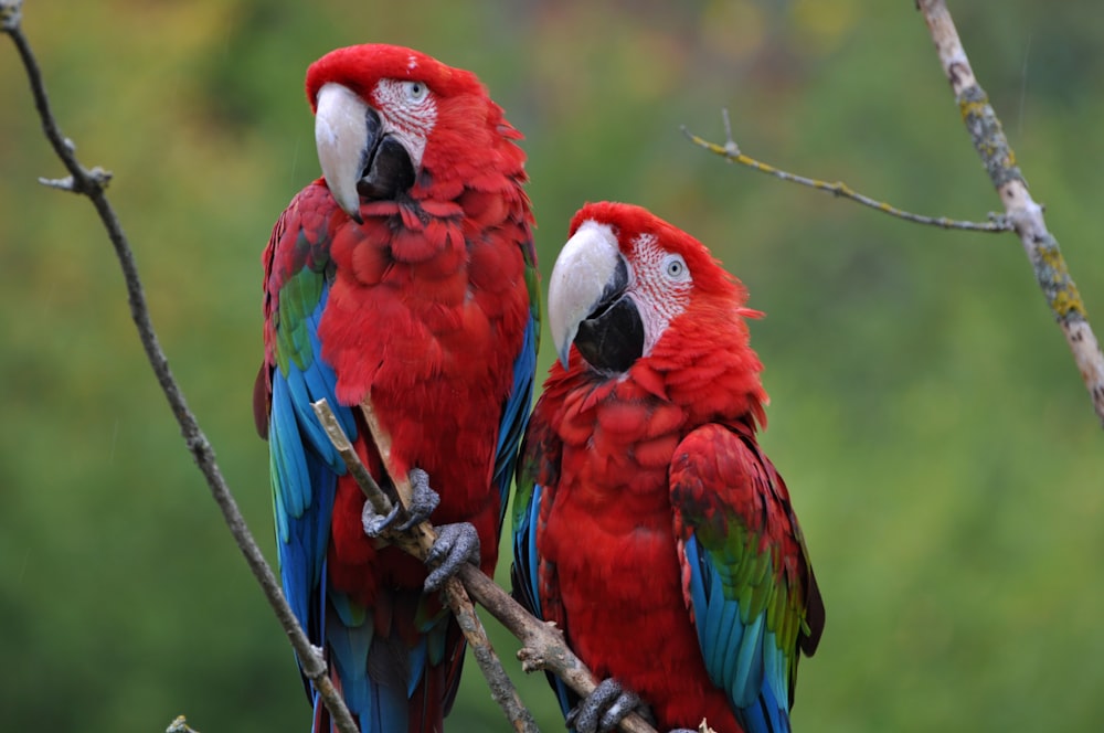 selective focus photography of two red-blue-and-green macaws standing on tree branch during daytime