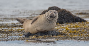 even seals can get rabies