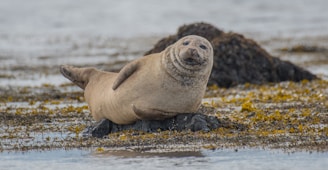 even seals can get rabies