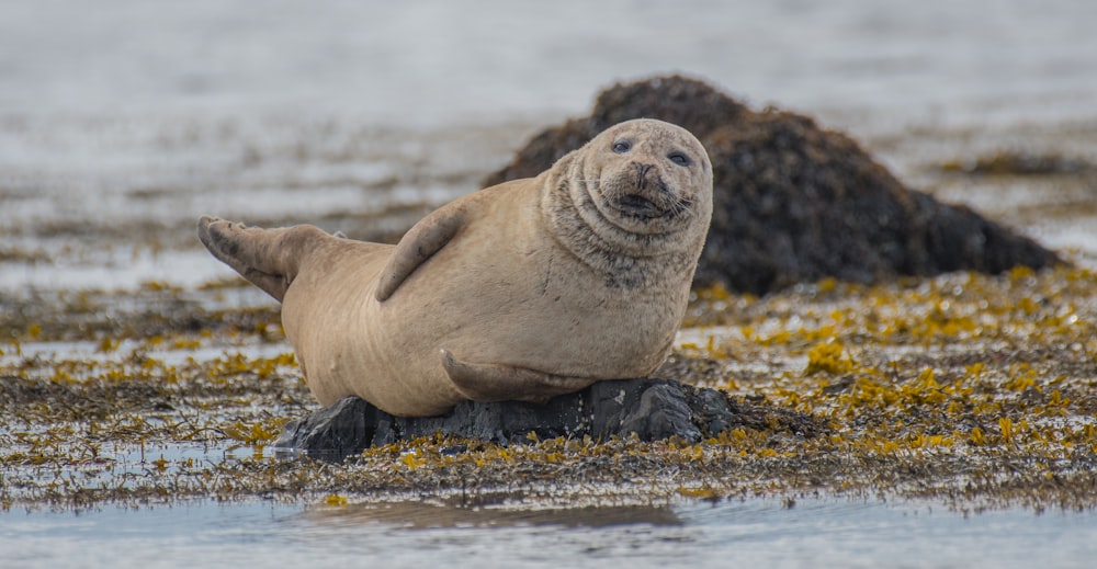 Fotografía de enfoque selectivo de foca tendida en el suelo