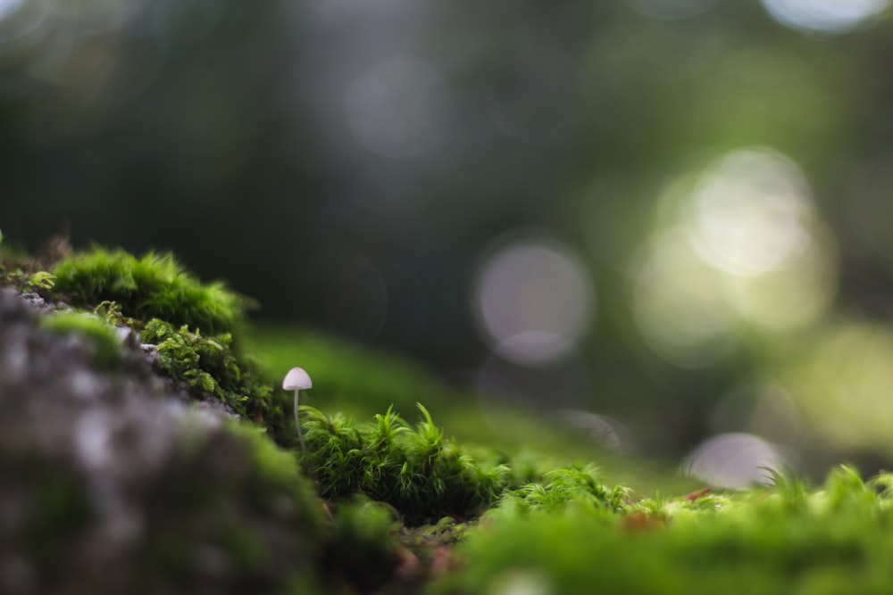 selective photography of white mushroom near green grass