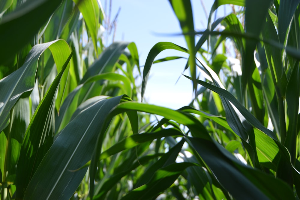 green corn plant at daytime