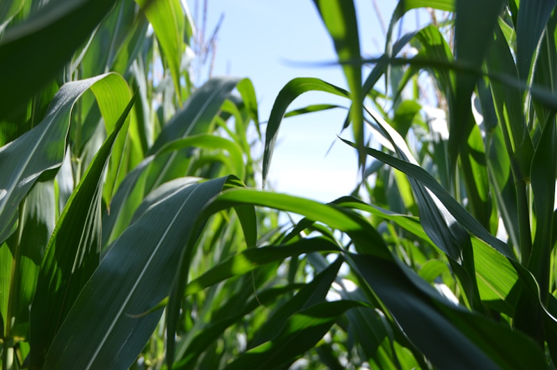 Agribusiness