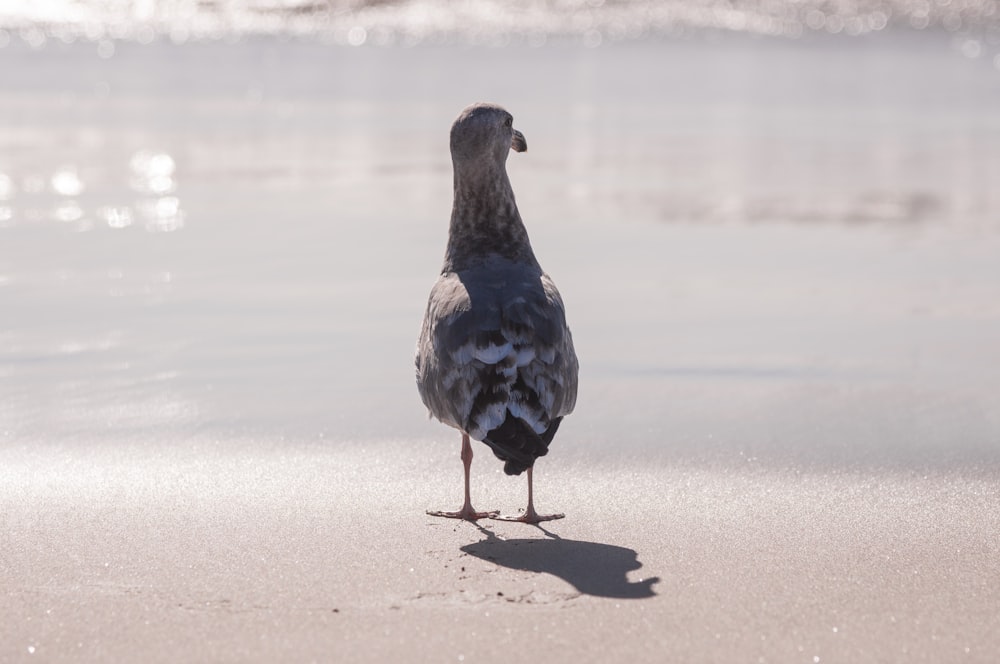 grey and white bird standing in front of grey calm body of water during daytime