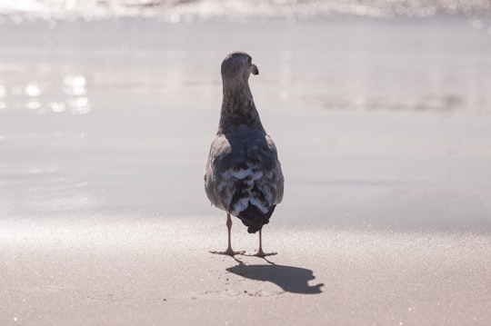 grey and white bird standing in front of grey calm body of water during daytime in Santa Monica United States