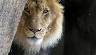 closeup photo of lion