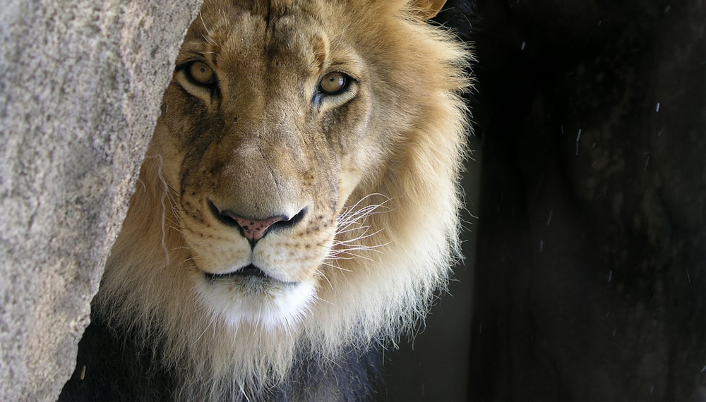 closeup photo of lion