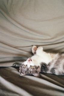 A playful ragdoll kitten sitting on a soft blanket, looking curiously at the camera.
