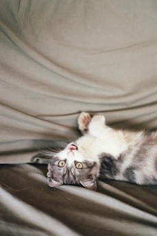 Close-up of playful kitten illustrations on soft fabric.