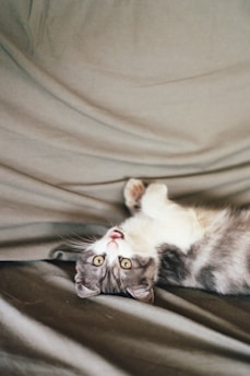 A playful ragdoll kitten sitting on a soft blanket, looking curiously at the camera.