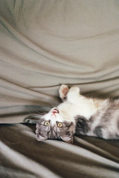 A playful cartoon cat chasing sparkling paw trails across a soft gray backdrop.