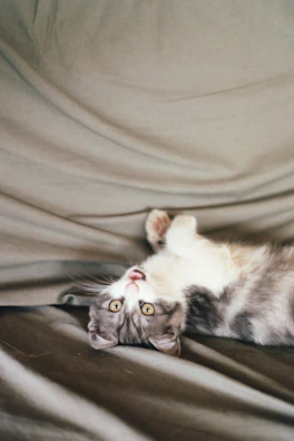 Playful British Shorthair kitten with soft grey fur chasing a golden ribbon.