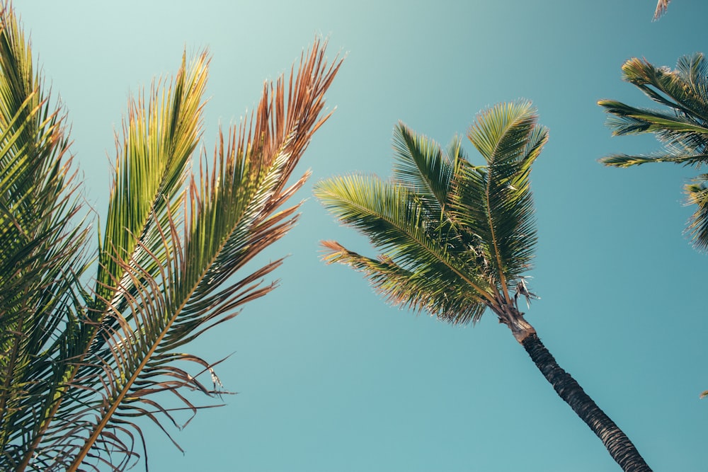 low-angle photography of palm trees