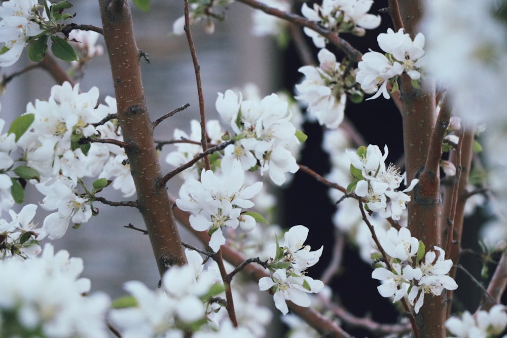 white flowers on brown tree