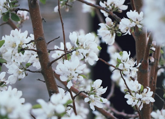 white flowers on brown tree