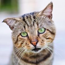 selective focus photography of brown tabby cat