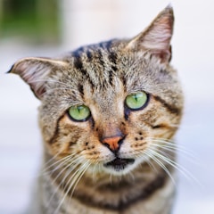 selective focus photography of brown tabby cat