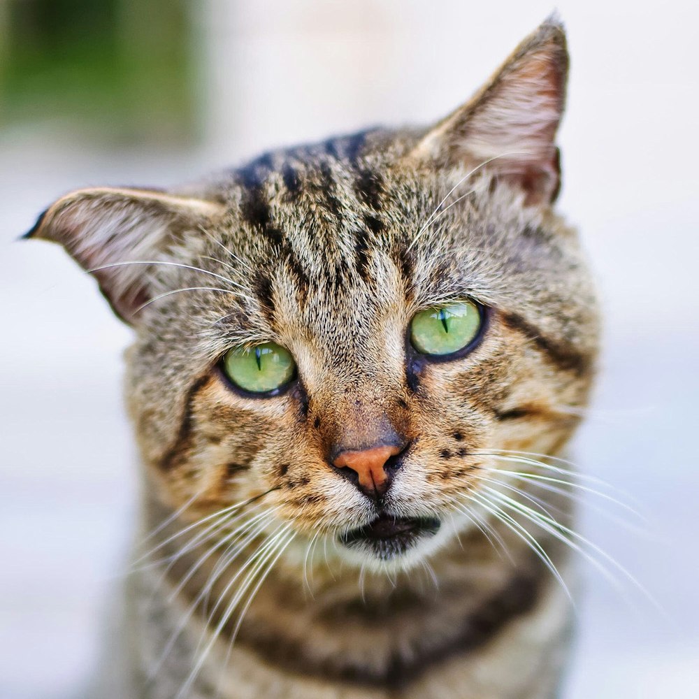 Fotografía de enfoque selectivo de gato atigrado marrón